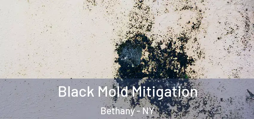  Black Mold Mitigation Bethany - NY