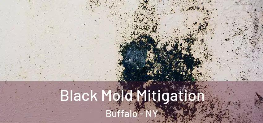  Black Mold Mitigation Buffalo - NY