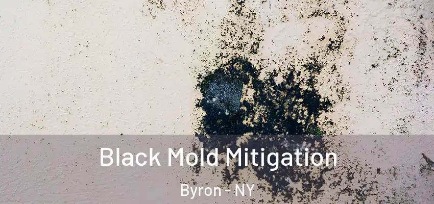  Black Mold Mitigation Byron - NY