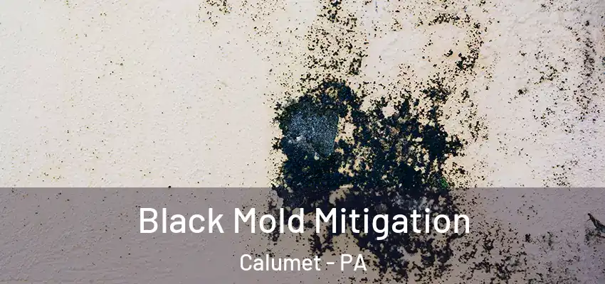 Black Mold Mitigation Calumet - PA