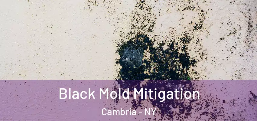  Black Mold Mitigation Cambria - NY