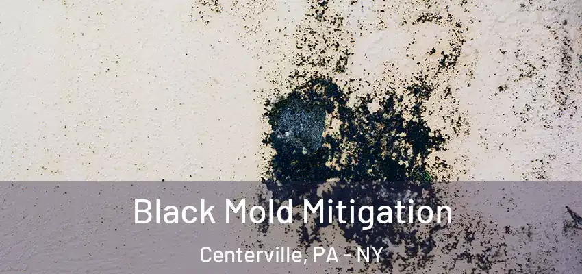  Black Mold Mitigation Centerville, PA - NY