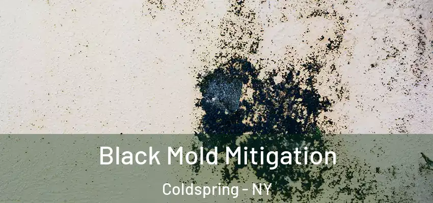  Black Mold Mitigation Coldspring - NY