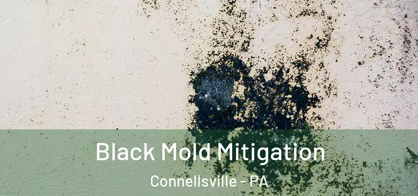  Black Mold Mitigation Connellsville - PA