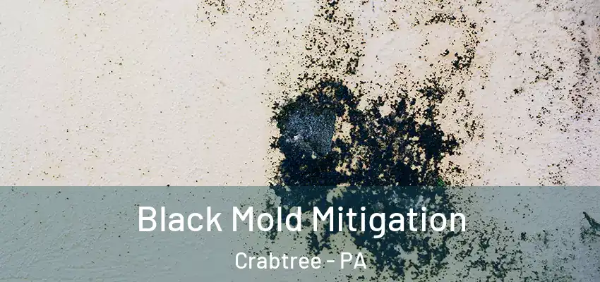  Black Mold Mitigation Crabtree - PA