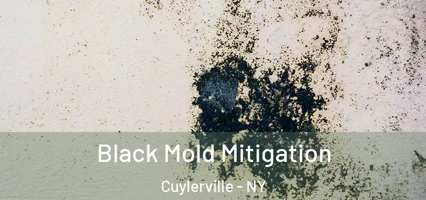  Black Mold Mitigation Cuylerville - NY