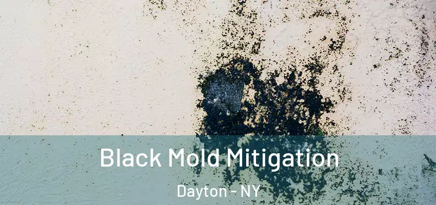  Black Mold Mitigation Dayton - NY