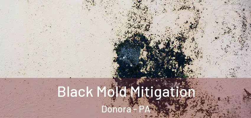  Black Mold Mitigation Donora - PA