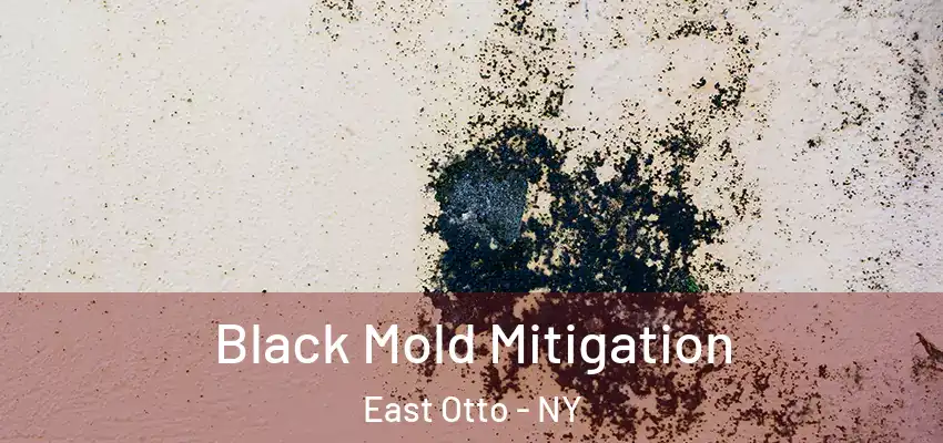  Black Mold Mitigation East Otto - NY