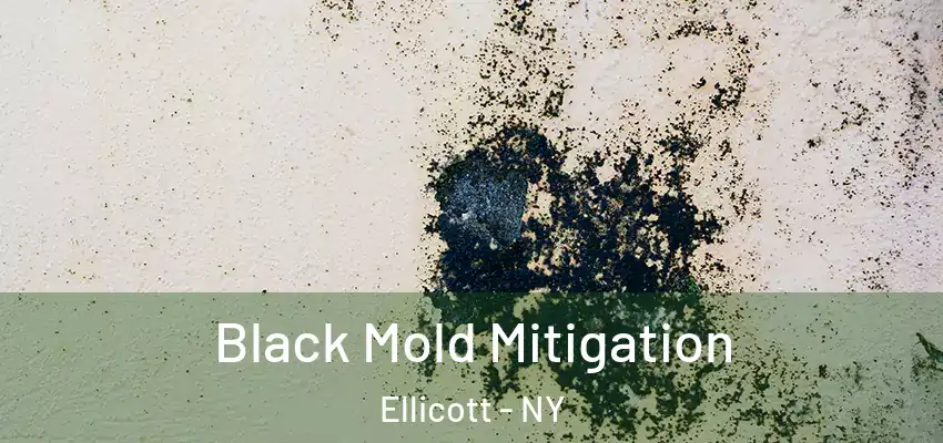  Black Mold Mitigation Ellicott - NY