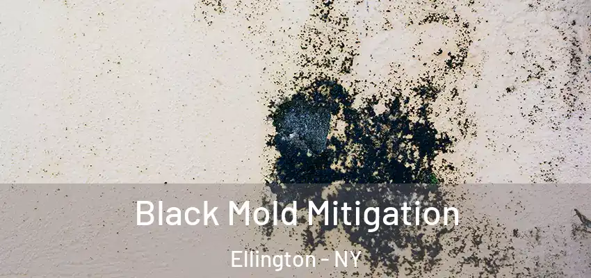  Black Mold Mitigation Ellington - NY