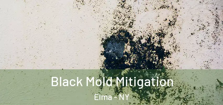  Black Mold Mitigation Elma - NY