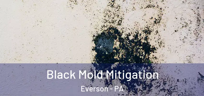 Black Mold Mitigation Everson - PA