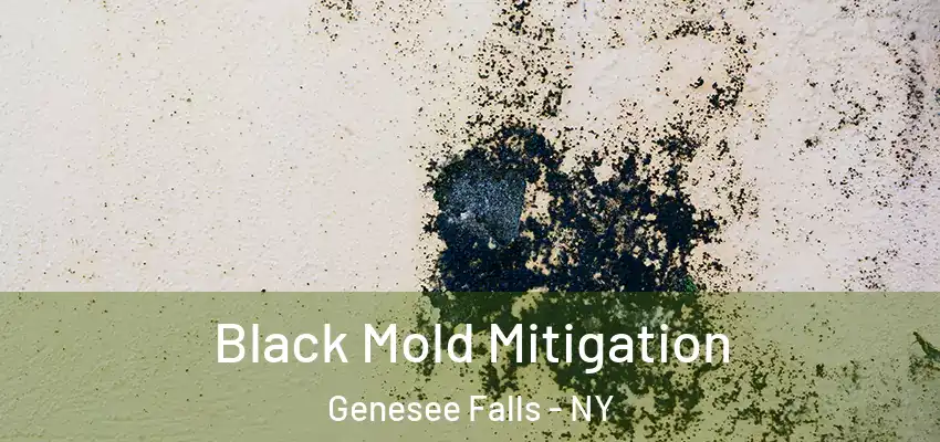  Black Mold Mitigation Genesee Falls - NY