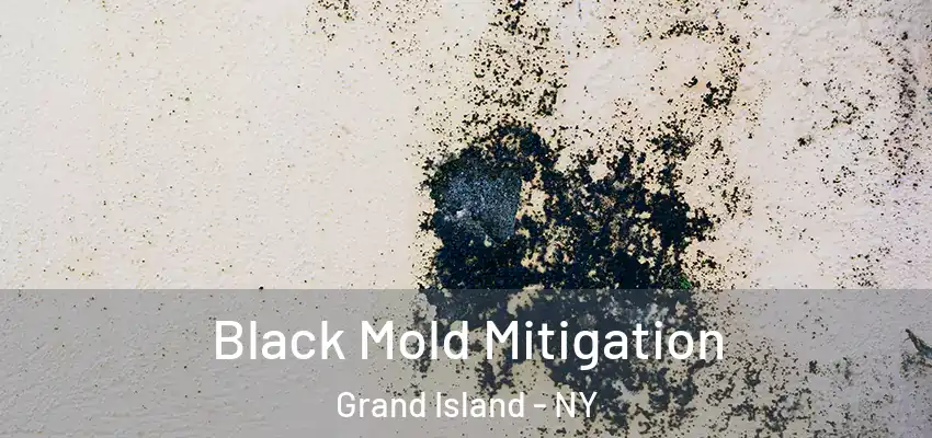  Black Mold Mitigation Grand Island - NY