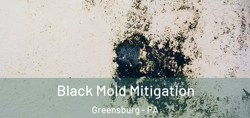  Black Mold Mitigation Greensburg - PA