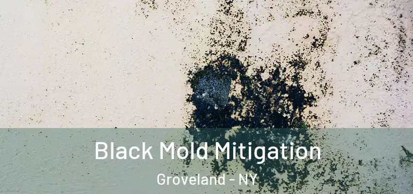  Black Mold Mitigation Groveland - NY