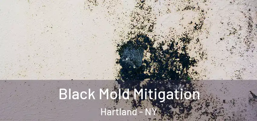  Black Mold Mitigation Hartland - NY