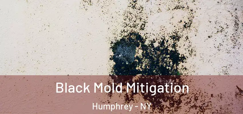  Black Mold Mitigation Humphrey - NY