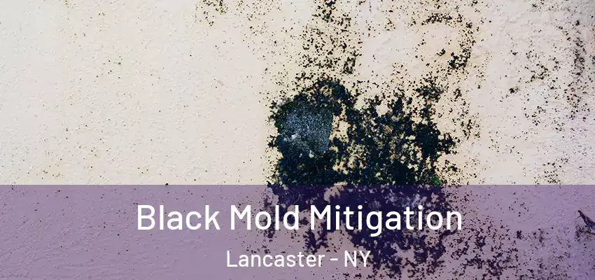 Black Mold Mitigation Lancaster - NY