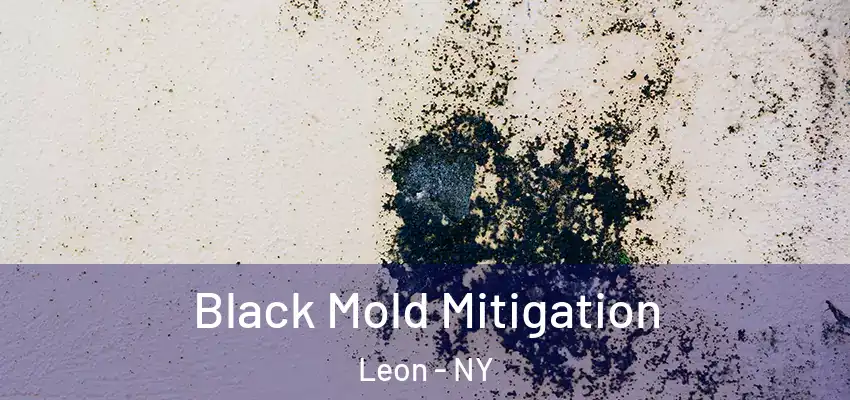Black Mold Mitigation Leon - NY