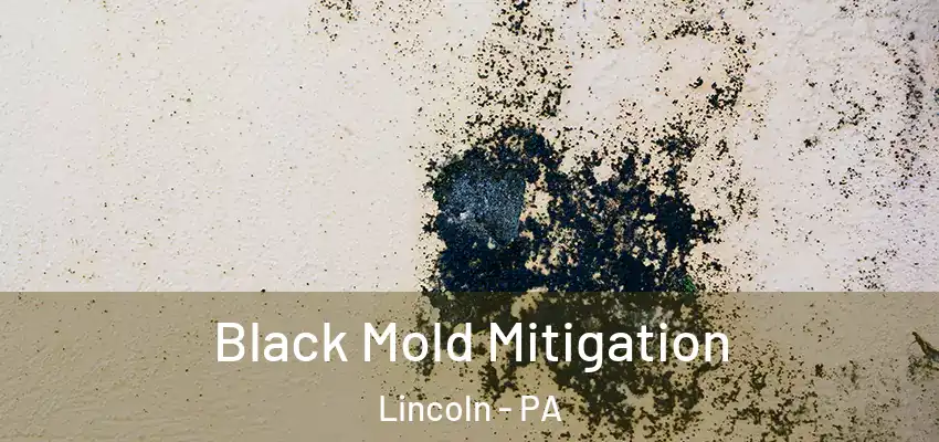  Black Mold Mitigation Lincoln - PA