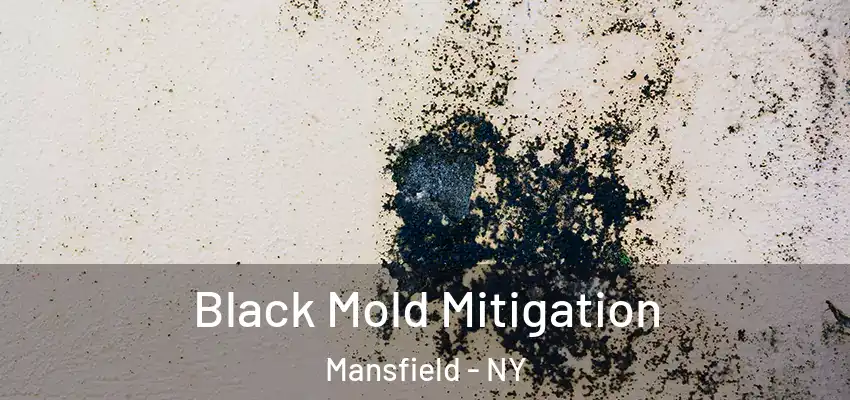  Black Mold Mitigation Mansfield - NY