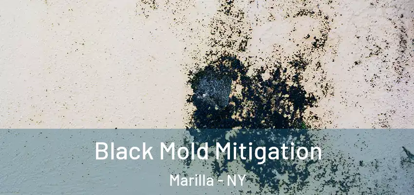  Black Mold Mitigation Marilla - NY