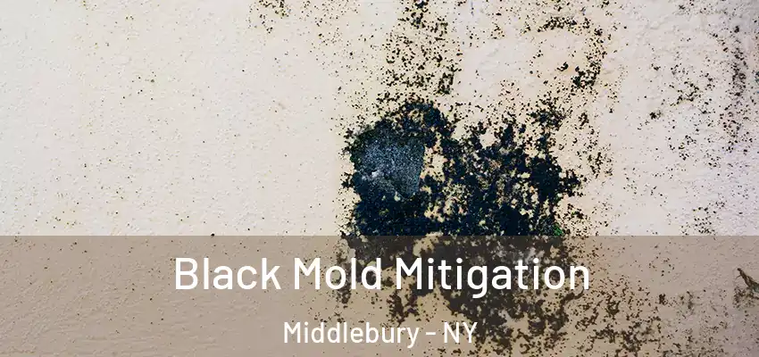  Black Mold Mitigation Middlebury - NY