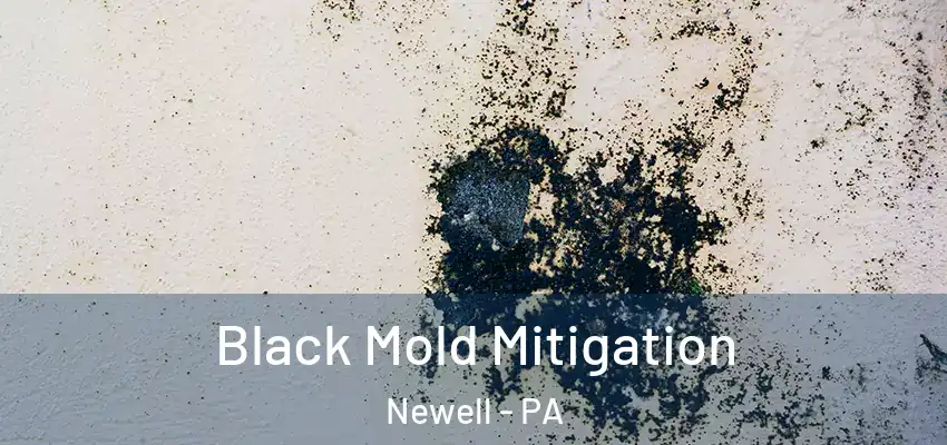  Black Mold Mitigation Newell - PA