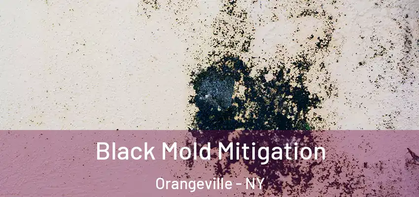 Black Mold Mitigation Orangeville - NY