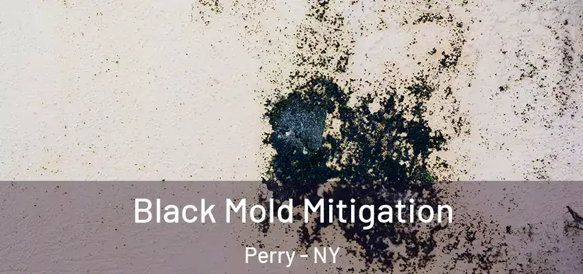  Black Mold Mitigation Perry - NY