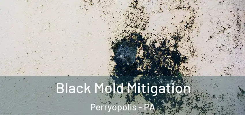  Black Mold Mitigation Perryopolis - PA