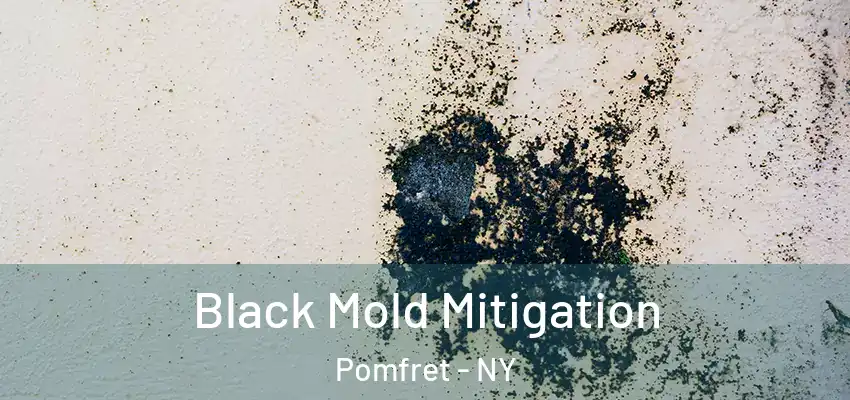  Black Mold Mitigation Pomfret - NY