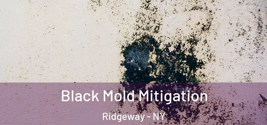  Black Mold Mitigation Ridgeway - NY