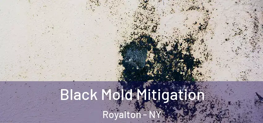  Black Mold Mitigation Royalton - NY