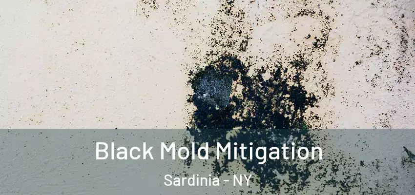  Black Mold Mitigation Sardinia - NY
