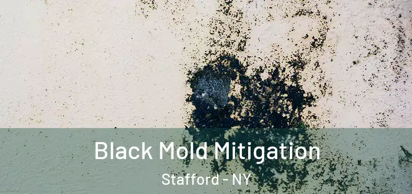 Black Mold Mitigation Stafford - NY
