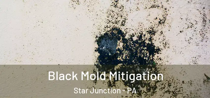  Black Mold Mitigation Star Junction - PA
