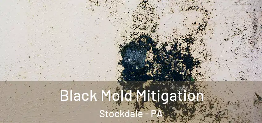  Black Mold Mitigation Stockdale - PA