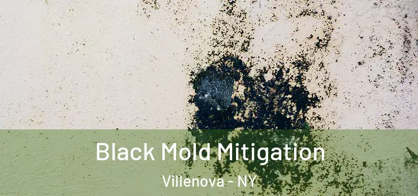  Black Mold Mitigation Villenova - NY