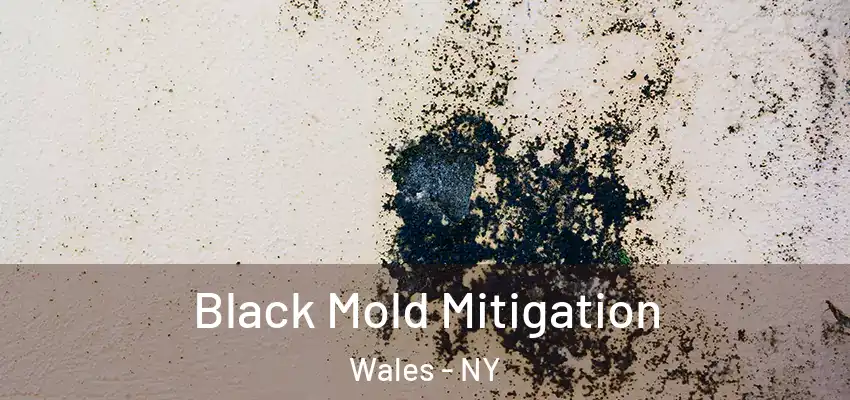  Black Mold Mitigation Wales - NY