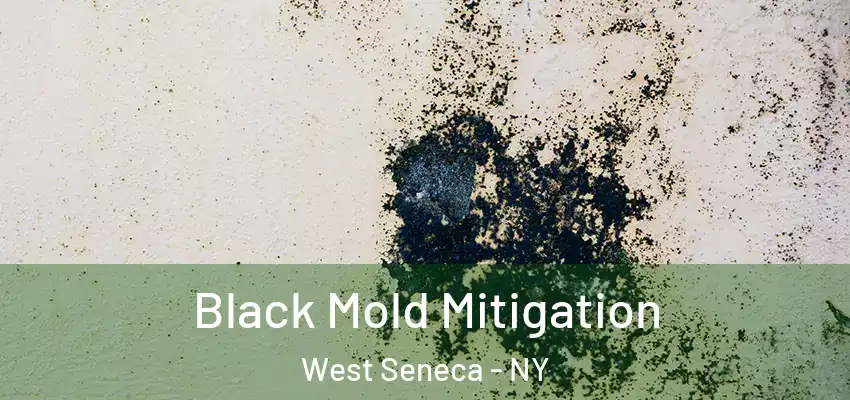  Black Mold Mitigation West Seneca - NY