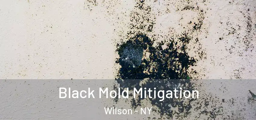  Black Mold Mitigation Wilson - NY