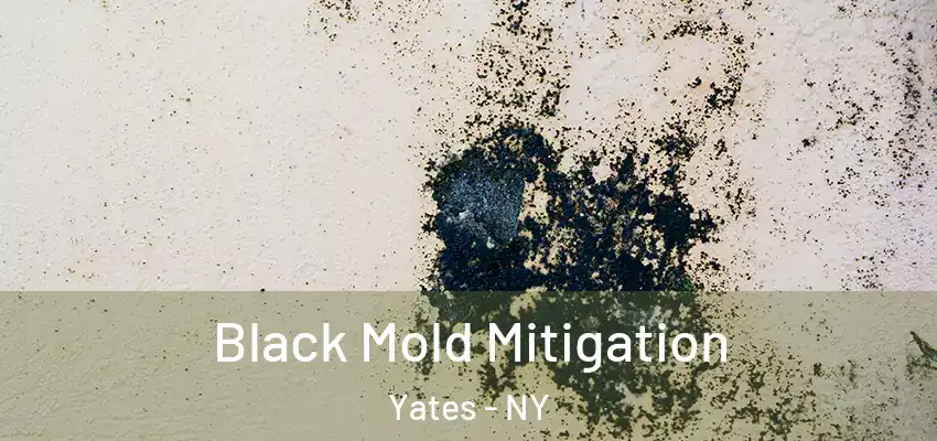  Black Mold Mitigation Yates - NY