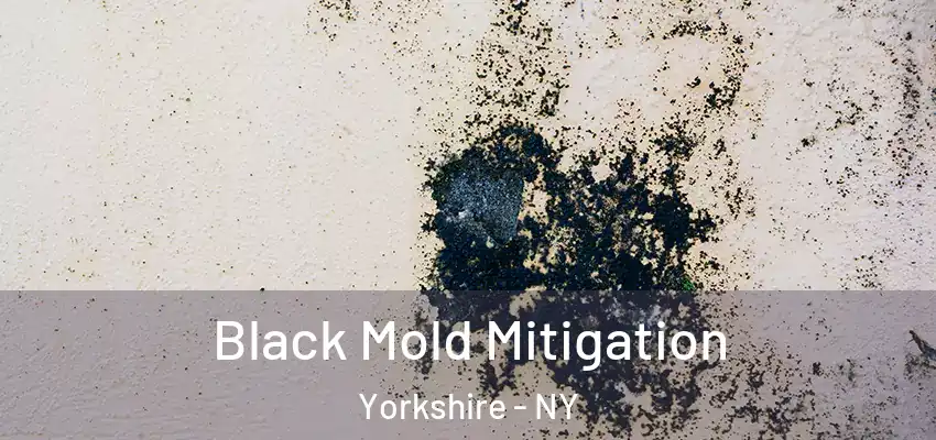  Black Mold Mitigation Yorkshire - NY