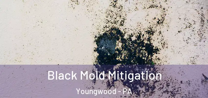  Black Mold Mitigation Youngwood - PA