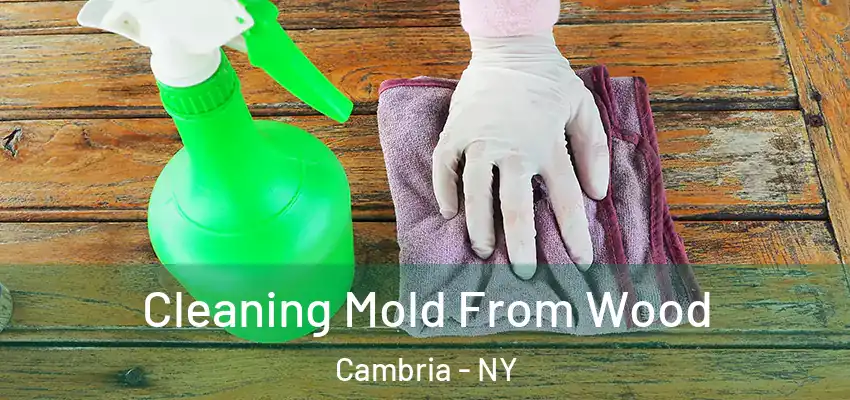  Cleaning Mold From Wood Cambria - NY