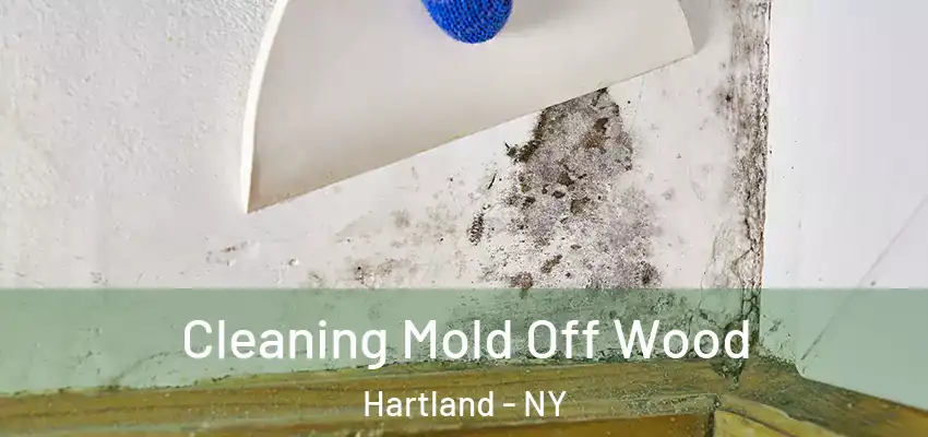 Cleaning Mold Off Wood Hartland - NY