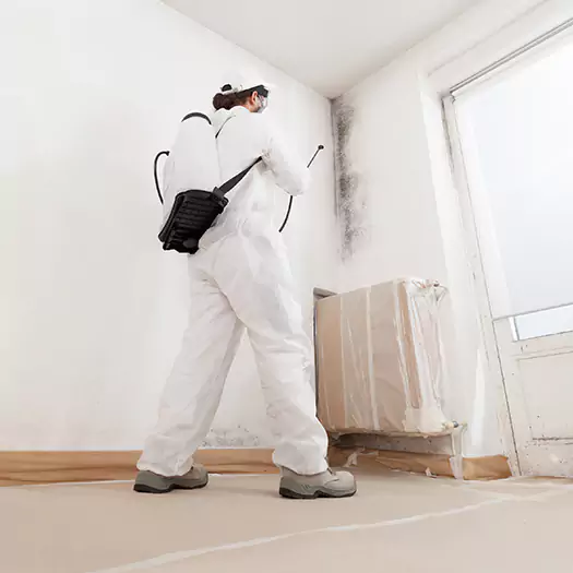 Trusted Black Mold Clean Up Experts in Batavia, NY